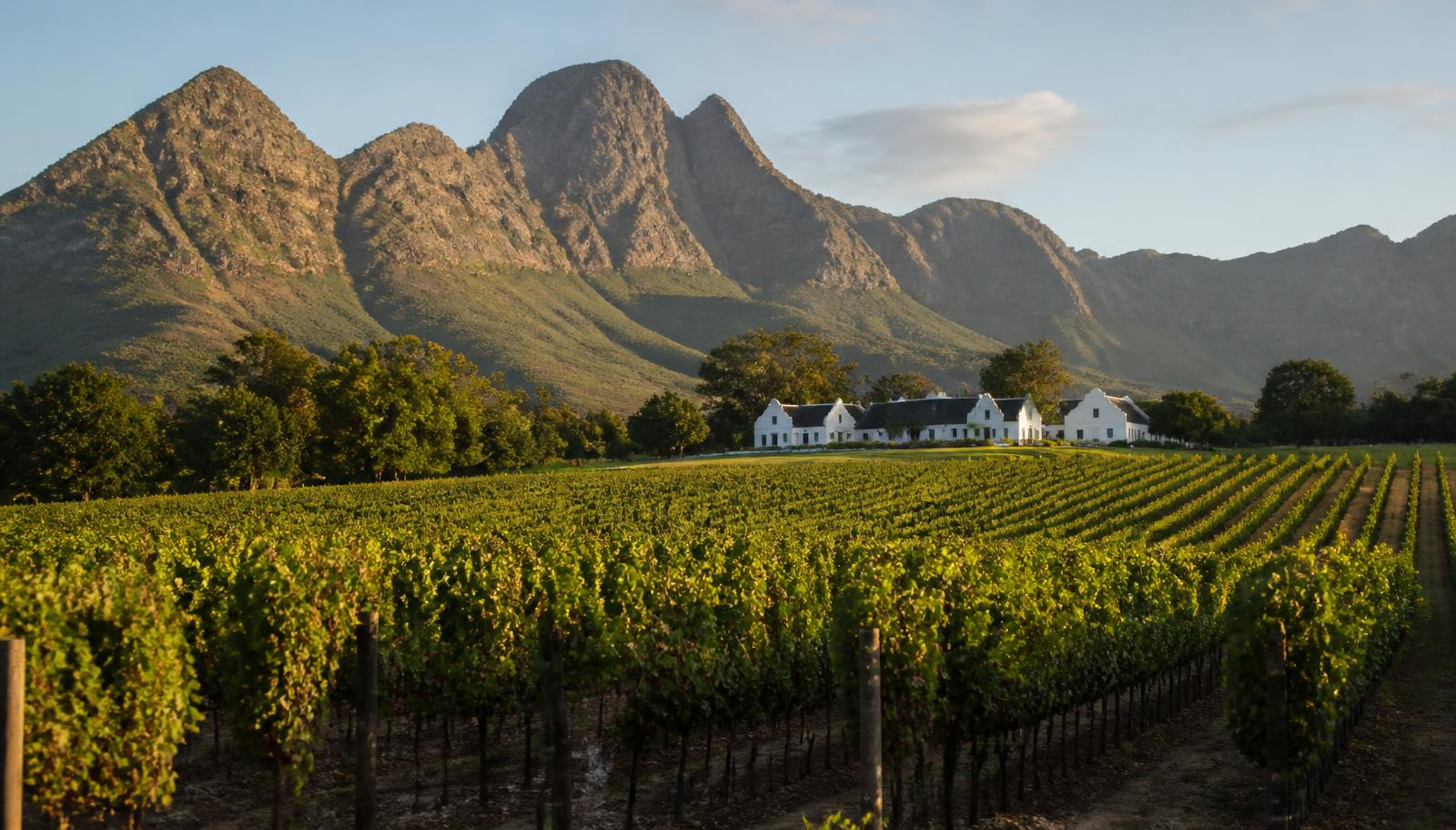 Vineyards and mountains in the Cape Winelands near Stellenbosch